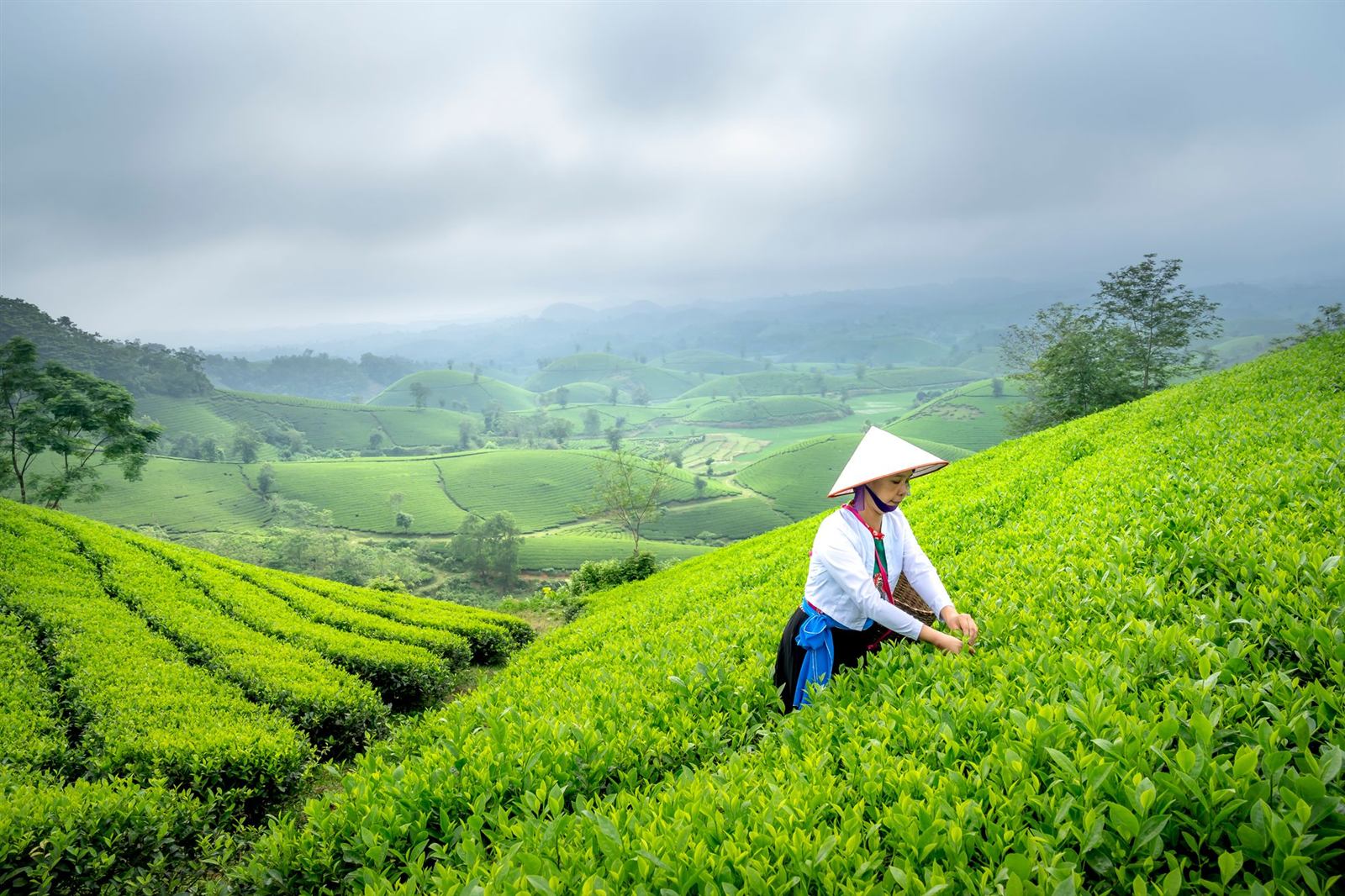 Local woman in a conical hat picking leaves on a green tea plantation in Northern Vietnam