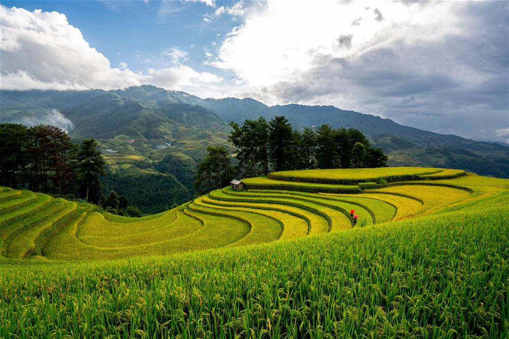 Terraced rice fields of Mu Cang Chai