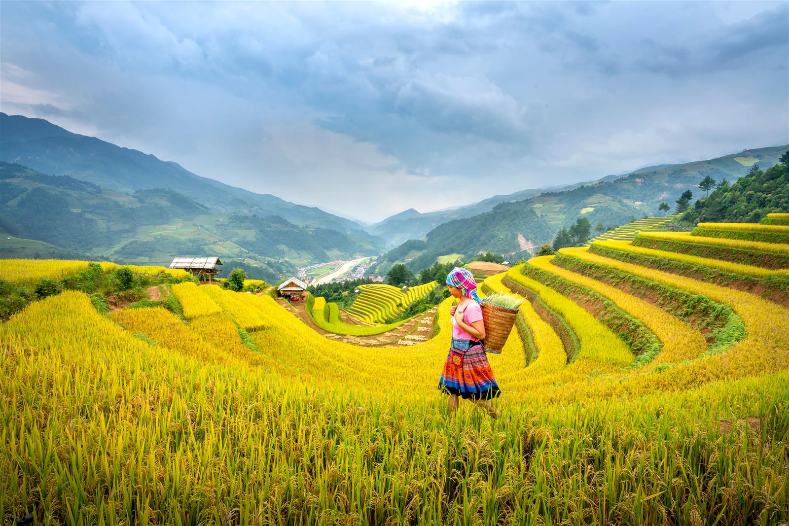 Terraced rice fields in Mu Cang Chai