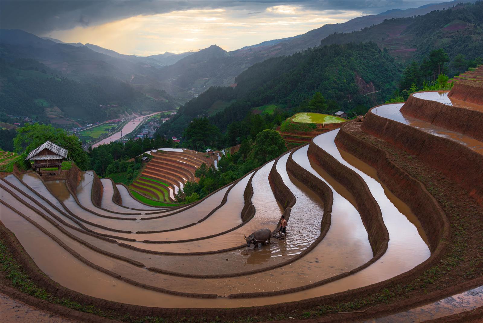 Golden rice fields in Mu Cang Chai
