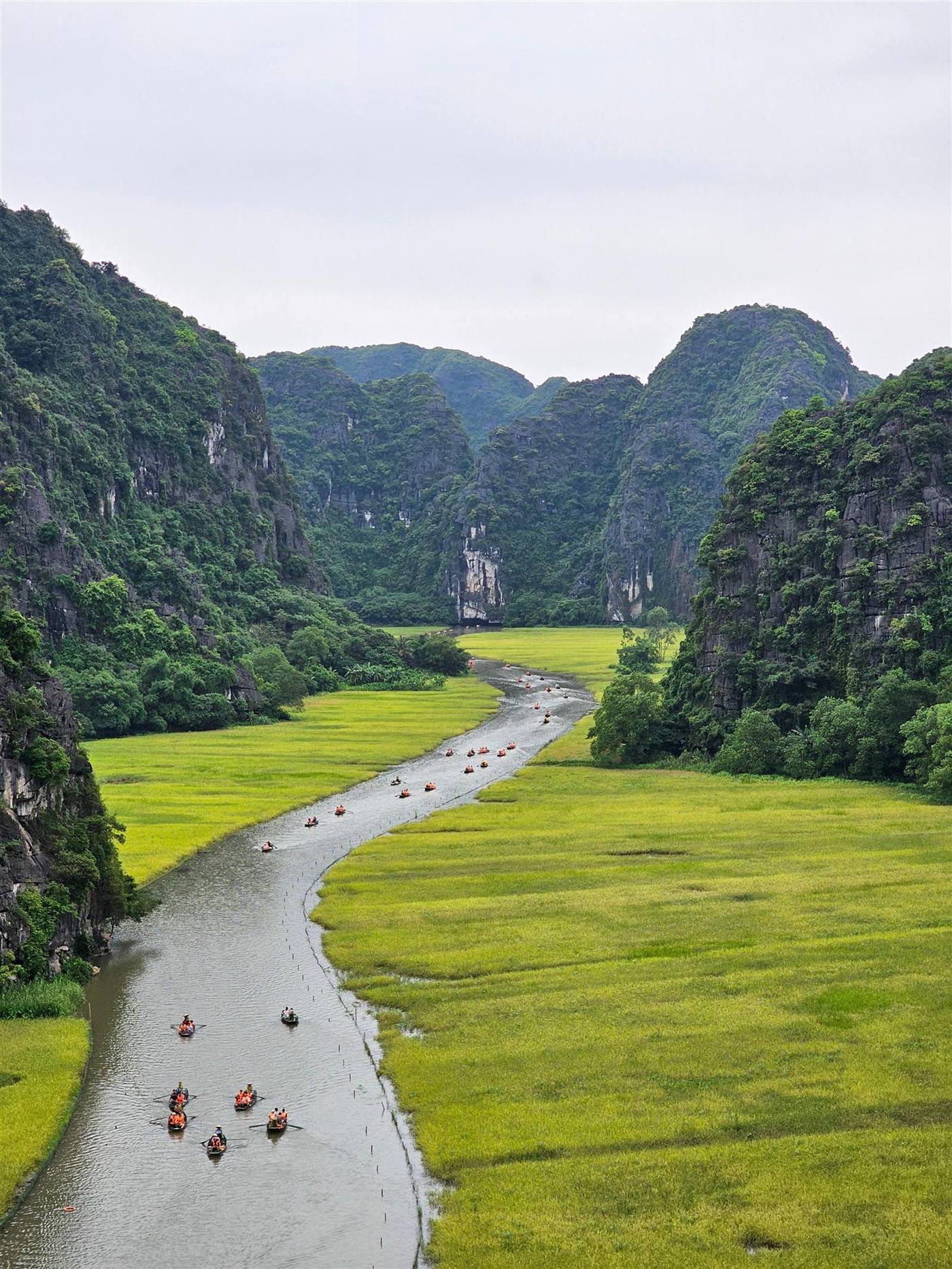 Rice paddies in Ninh Binh