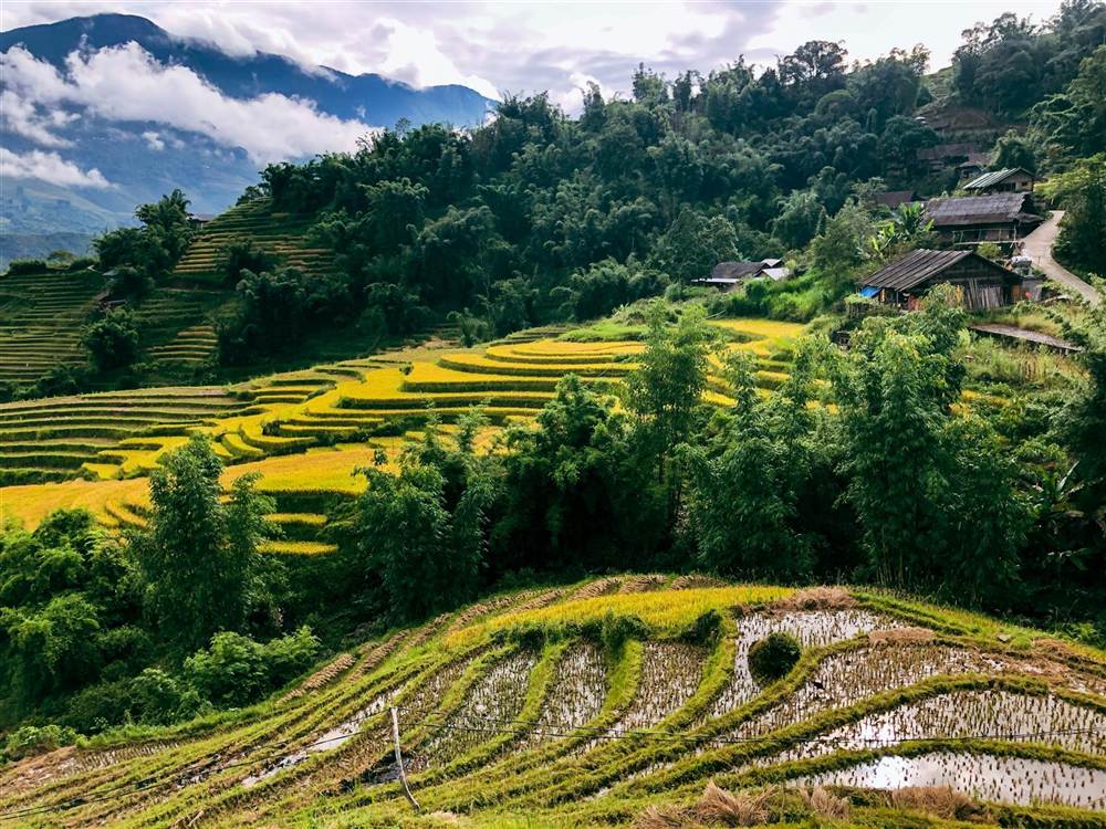 Rice terraces of Pu Luong