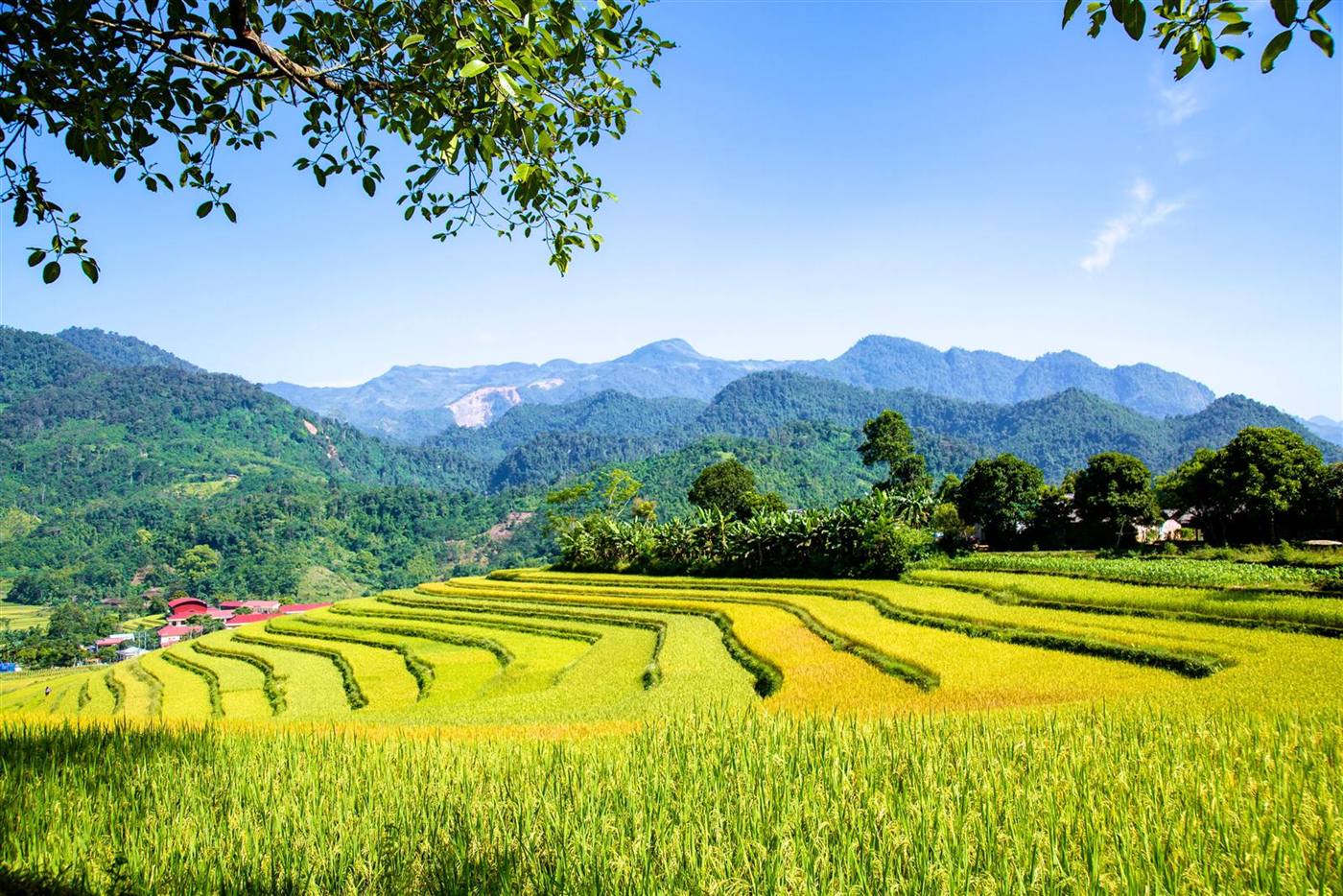 Rice terraces in Pu Luong