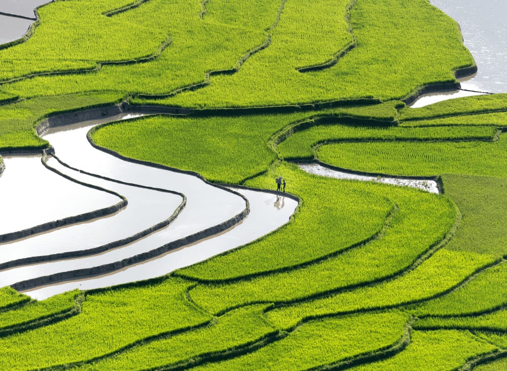 Terraced rice fields of Sapa