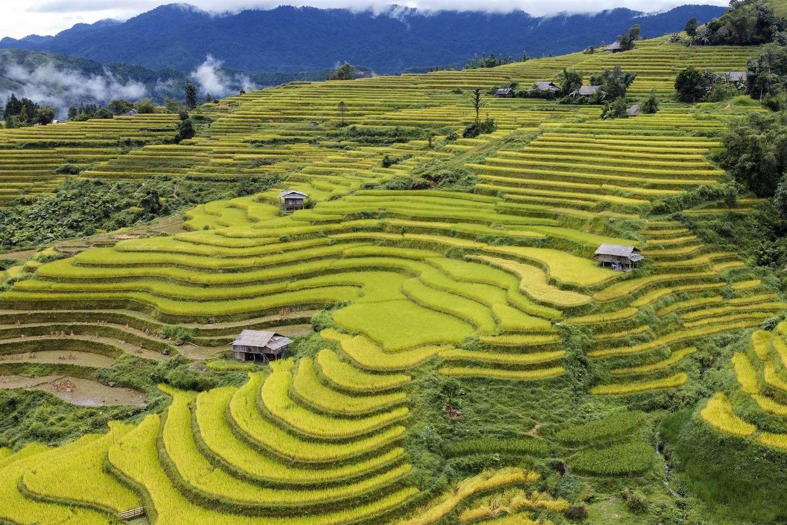 Golden terraced rice fields under a dramatic sky in Mu Cang Chai, Northern Vietnam