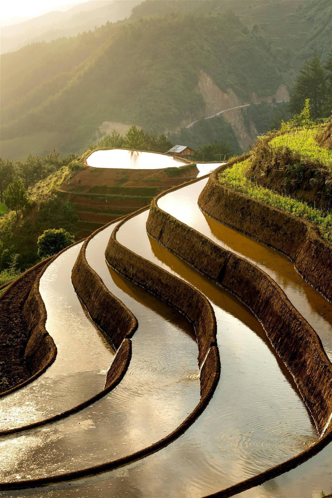 Winding golden terraced rice paddies near the Năm Cảng loop, Sapa