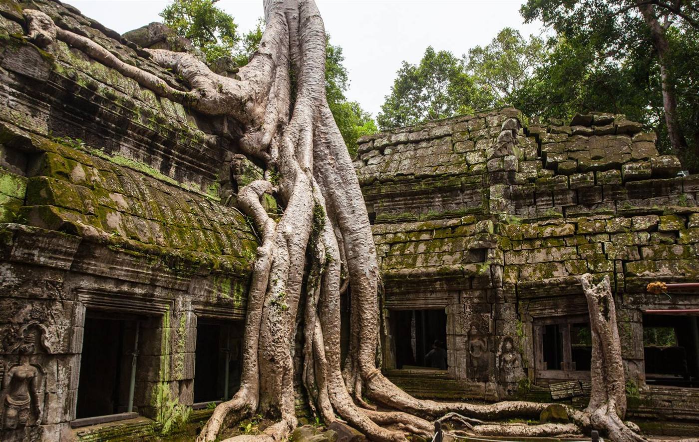 The Tomb Raider Tree at Ta Prohm temple in Siem Reap