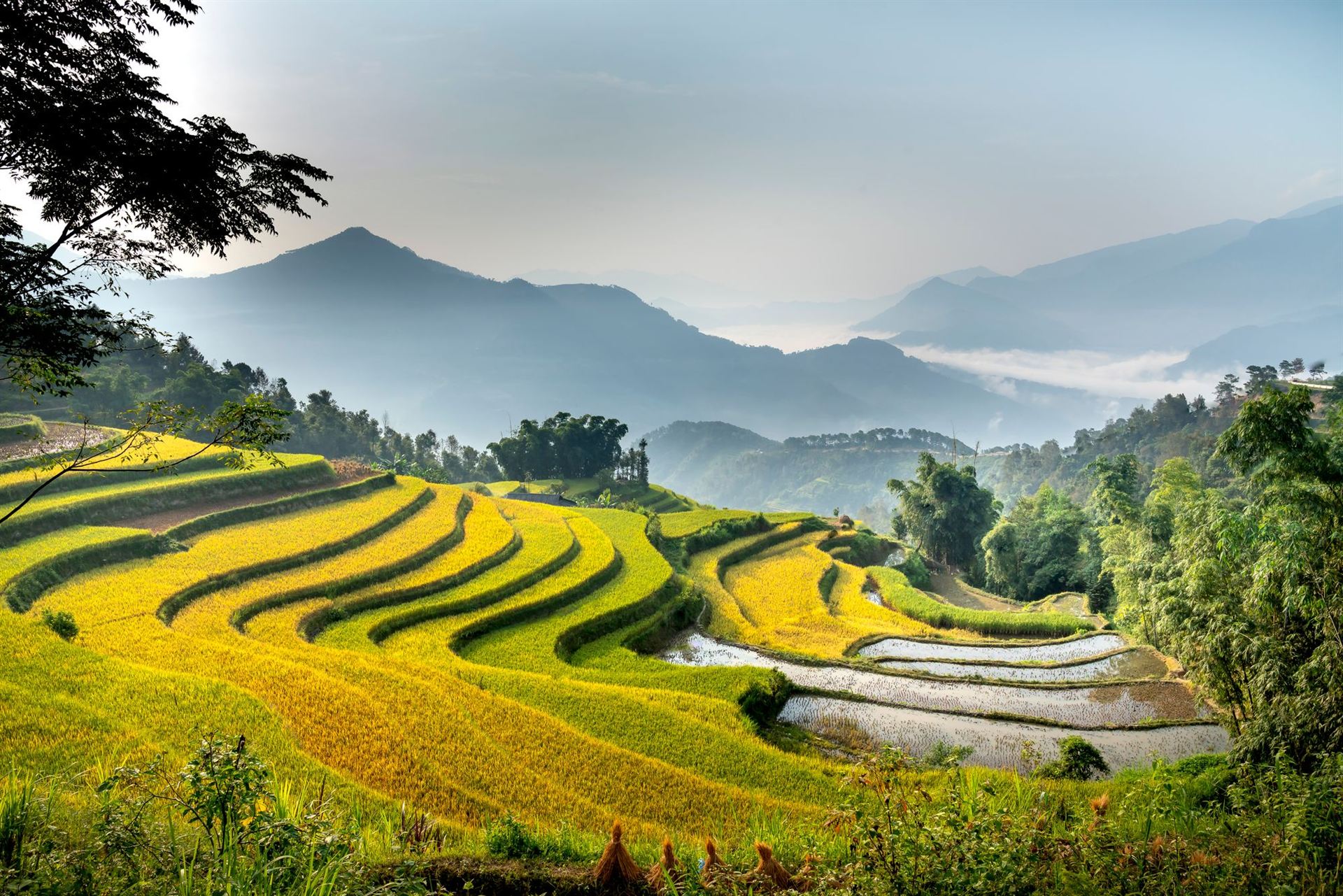 Golden terraced rice fields sweeping down a valley toward layered mountains in Northern Vietnam